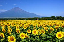 写真：花の公園 