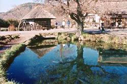 写真：山中湖花の都公園：清流の里